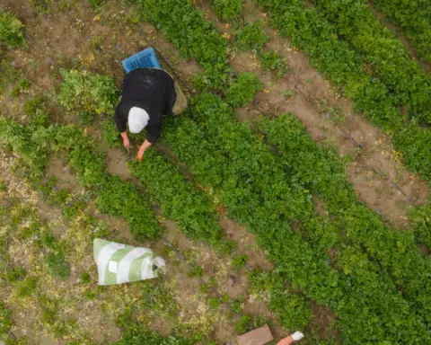 Proyectos de I+D que están transformando la agricultura del desierto